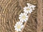 Diadeem - haarband - madeliefjes goud - bloemen - bloemetjes