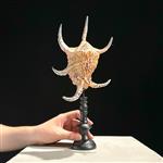 GEEN RESERVEPRIJS - Prachtige Spider Conch Shell op een aangepaste standaard Zeeschelp - Lambis lamb