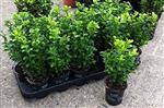 Buxus sempervirens gewone buxus