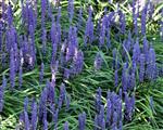 Liriope muscari 'Moneymaker' - Leliegras