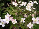 Clematis montana 'Rubens'