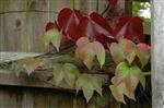 Parthenocissus tri. 'Engelmanii' (Wilde wingerd)