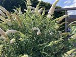 Buddleja dav. 'White Profusion'  Witte Vlinderstruik