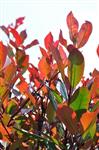 Photinia fras. 'Red Robin' Glansmispel