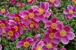 Anemone hup. 'Prinz Heinrich'