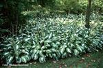 Hosta sieb. 'Halcyon' p9