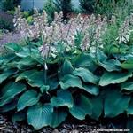 Hosta sieb. 'Blue Angel' p9