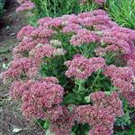 Sedum tel. 'Herbstfreude' - Vetkruid