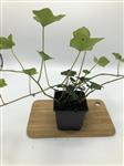 Hedera hibernica klimop P9