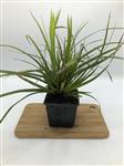 Carex morrowii  - Zegge