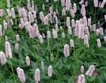 Persicaria amp. 'Alba'