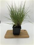 Pennisetum alp. 'Little Bunny' lampenpoetser gras lampepoetser