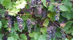 Druif in pot Vitis Glorie van Boskoop blauwe druif