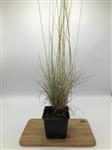 Festuca glauca (Blauw schapengras)