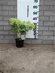 Hydrangea pan  'Little Lime' Mini Pluimhortensia