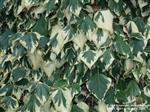 Hedera col. 'Dentata Variegata' bonte klimop