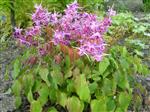 Epimedium grandiflorum