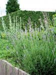 Lavandula ang. 'Dwarf Blue'