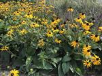 Rudbeckia fulgida speciosa