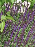 Salvia nemorosa 'Caradonna'