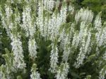 Salvia nemorosa 'Schneehügel'