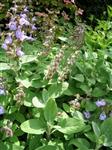 Salvia off. 'Berggarten'