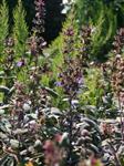 Salvia off. 'Purpurascens'