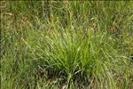 Carex flava 'Gele zegge'