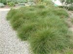 Carex how. 'Phoenix Green' - Zegge