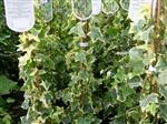 Hedera helix 'Goldchild' bonte klimop