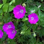 Geranium sanguineum