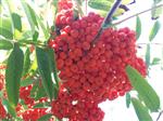 Sorbus aucuparia - Gewone lijsterbes