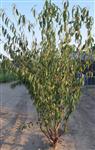 Prunus serrulata - Sierkers struikvorm