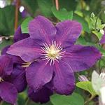 Clematis 'Jackmanii' paars