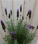 Lavendel (lavandula) stoechas