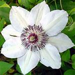 Clematis 'Miss Bateman' wit