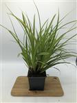 Carex morrowii 'Variegata' - Zegge