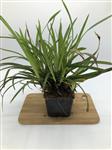 Carex morrowii 'Irish Green' - Zegge