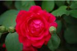 Rosa Paul's Scarlet - Klimroos