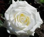 Rosa Memoire witte theeroos