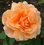 Rosa Just Joey zacht oranje theeroos