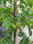 Juglans Buccaneer Notenboom hoogte 225-250 cm. Walnoot