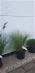 Carex comas 'Frosed Curls'