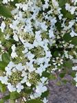 Viburnum plic. 'Kilimandjaro' -  Japanse Sneeuwbal