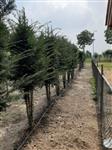 Taxus baccata - Venijnboom meerstammig