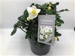 Helleborus niger 'Christmas Carol' - Witte Kerstroos