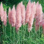 Cortaderia selloana 'Rosea' - Rose Pampasgras