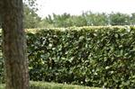 Groene beukenhaag (Fagus sylvatica) 100-125 cm