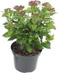 Viburnum tinus 30-40 C2 groenblijvende sneeuwbal