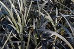Ophiopogon 'Niger' -  Zwart siergras